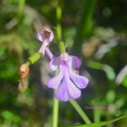 Cynorkis purpurascens Orchidacea e Indigène La Réunion 1582.jpeg